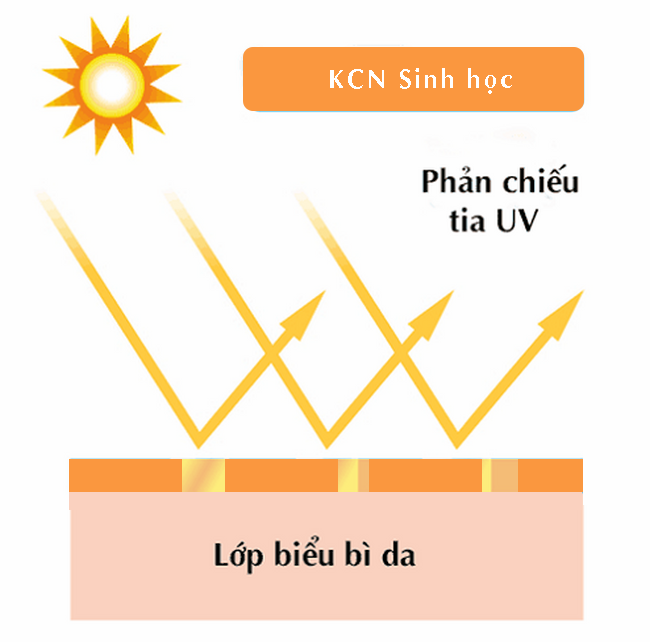 7. Cách sử dụng kem chống nắng sinh học đúng cách